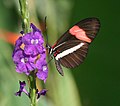 Heliconius erato petiveranus