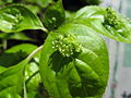 Detail samčího květenství Helwingia japonica