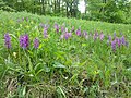 Orchideen (Knabenkraut) im Kurpark