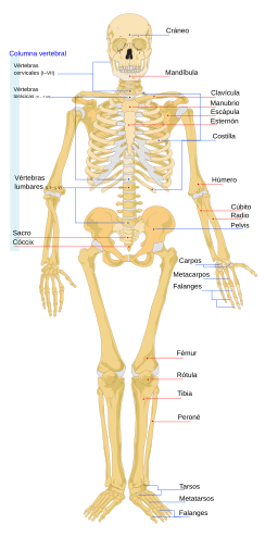 Human skeleton front es