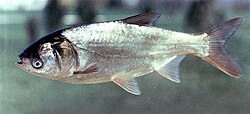 Hopeapaksuotsa (Hypophthalmichthys molitrix)