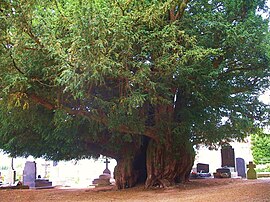 Yew tree in Estry, approx 1600 years old