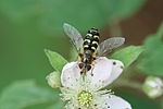 Diptère syrphide sur ronce / Syrphe pyrastre ?? Dasysyrphus venustus ?? Scaeva selenitica ??