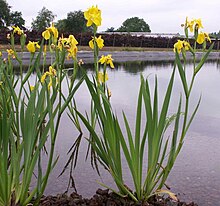 Flowering yellow iris (Iris pseudacorus) at a treatment pond Iris pseudoacorus flowering.jpg