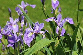Iris versicolor L.