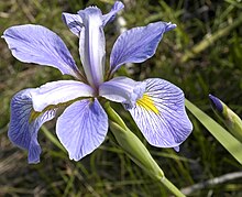 Iris virginica.jpg