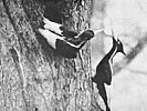 Ivory-billed woodpecker pair photographed in 1935.