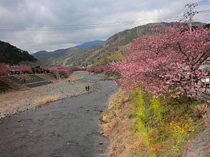 早春の河津川 2014年2月22日撮影