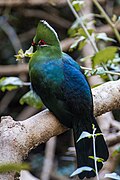 Tauraco corythaix en Afrique du Sud