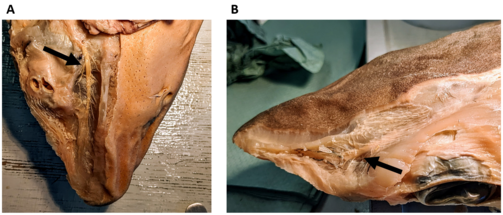 Kopfbereich eines Dornhais (Squalus acanthias) mit abgezogener Haut. A, Ansicht von unten; zu erkennen ist der Ramus buccalis des vorderen Lateralisnervs (Pfeil) und die von ihm abgehenden Nervenfaserbündel, die zu den Lorenzinischen Ampullen ziehen. Diese wurden auf der linken Seite des Fotos, zusammen mit der Haut, abpräpariert. Auf der rechten Seite des Fotos ist das ventrale Porenfeld noch gut zu erkennen. B, Ansicht von oben; zu erkennen ist der Ramus superficialis ophthalmicus des vorderen Lateralisnervs (Pfeil) und die von ihm abgehenden Nervenfaserbündel, die zu den Lorenzinischen Ampullen des dorsalen Ampullenfelds ziehen. (Foto: Simon Bauerle)