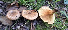 Lepavahelik (Paxillus filamentosus)