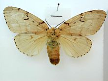 Lymantria dispar japonica female dorsal.jpg