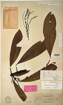 Herbarium specimen ning páû