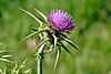 Milk thistle flowerhead.jpg