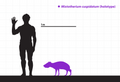 Size Comparison for Mixtotherium