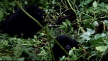 Файл: Планинска горила (Gorilla beringei beringei) и неговото семейство. Web