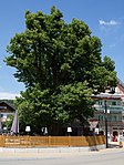 Linde vor dem Gasthaus Moser in Thalgau