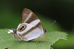 Fotografia da borboleta A. neavei, cujo tipo nomenclatural fora coletado em Entebbe (Uganda), na região afro-tropical.[1]