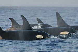 Resident (fish-eating) killer whales. The curv...