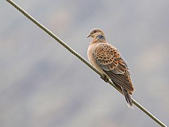 Streptopelia orientalis orientalis