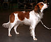 Плохач голендерский (kooikerhondje) 11.jpg