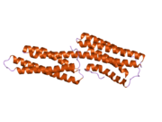 2gww: Human vinculin (head domain, Vh1, residues 1-258) in complex with Shigella's IpaA vinculin binding site (residues 602-633)