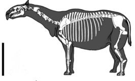 Paraceratherium