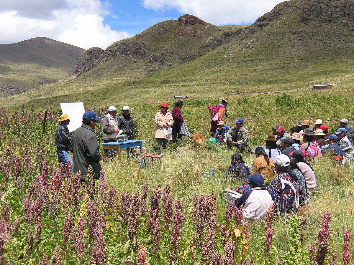 Peru Chenopodium quinoa.jpg