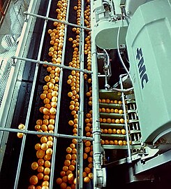 Appelsiinimehun valmistusta Israelissa vuonna 1987