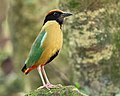 Imagen de una pita bulliciosa (Pitta versicolor), especie de ave paseriforme de la familia Pittidae propia de Australia y Nueva Guinea. Por JJ Harrison.