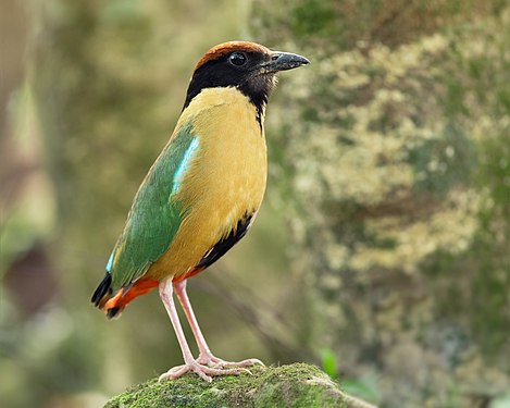 Noisy pitta (Pitta versicolor)