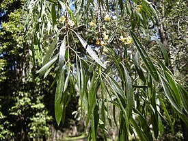 Pittosporum phillyreoides