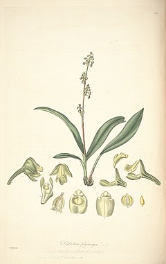 Description de l'image Polystachya concreta (as Dendrobium polystachyon)-Collectanea Botanica tab 20.jpg.