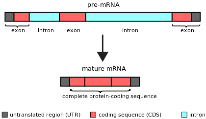 Simple illustration of an unspliced mRNA precursor, with two introns and three exons (top). After the introns have been removed via splicing, the mature mRNA sequence is ready for translation (bottom). Pre-mRNA to mRNA MH.svg