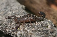 Pregnant scorpion