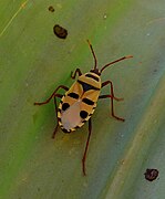 Chinche Odontopus sexpunctatus, principal polinizador