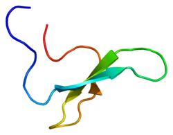 Белок NEDD4L PDB 1wr3.png