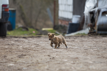 Puppy (Kaliningrad) PODG0859.png