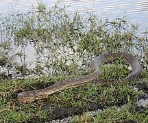 змея в сорняках у воды