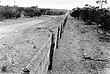 Rabbit-Proof Fence, Aufnahme aus den 1920er Jahren