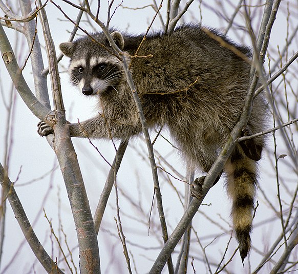 File:Raccoon climbing in tree - Cropped and color corrected.jpg