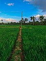 شالیزار برنج در بنگال غربی، هند.