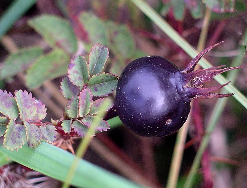 File:Rosa pimpinellifolia hip.jpg