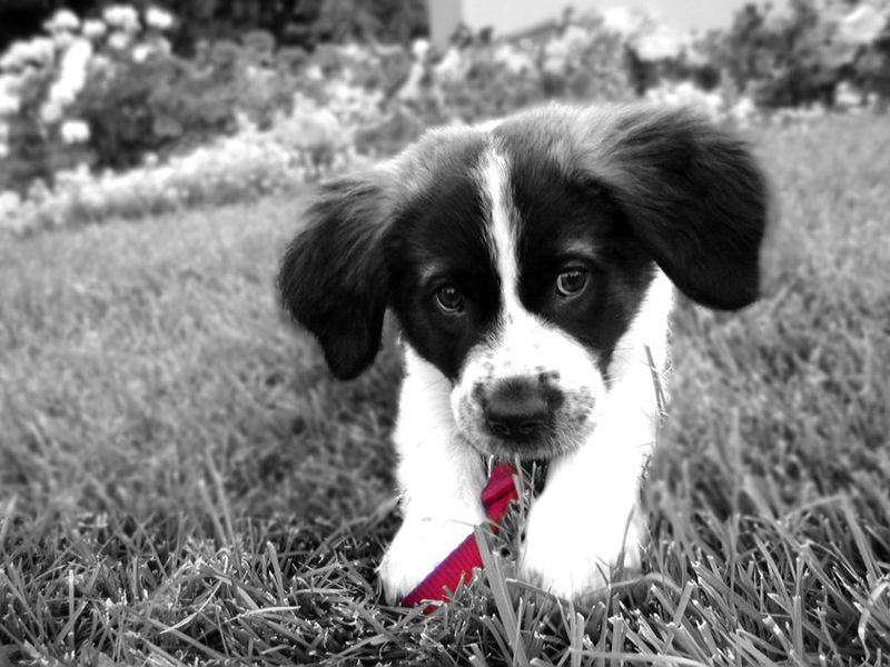 File:Saint Bernard puppy.jpg