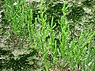 Kortarige zeekraal (Salicornia europaea)