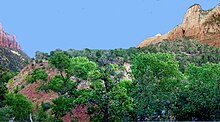 Lobe with trees on top below cliff