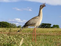 Cariama huppé