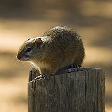 Bush Squirrel