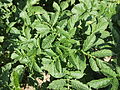Solanum tuberosum Linzer Stärke (02) .jpg
