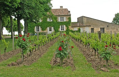 Sur le terroir de Saint-Émilion, vignes de Clos Fourtet avec les rosiers plantés en bout de rang